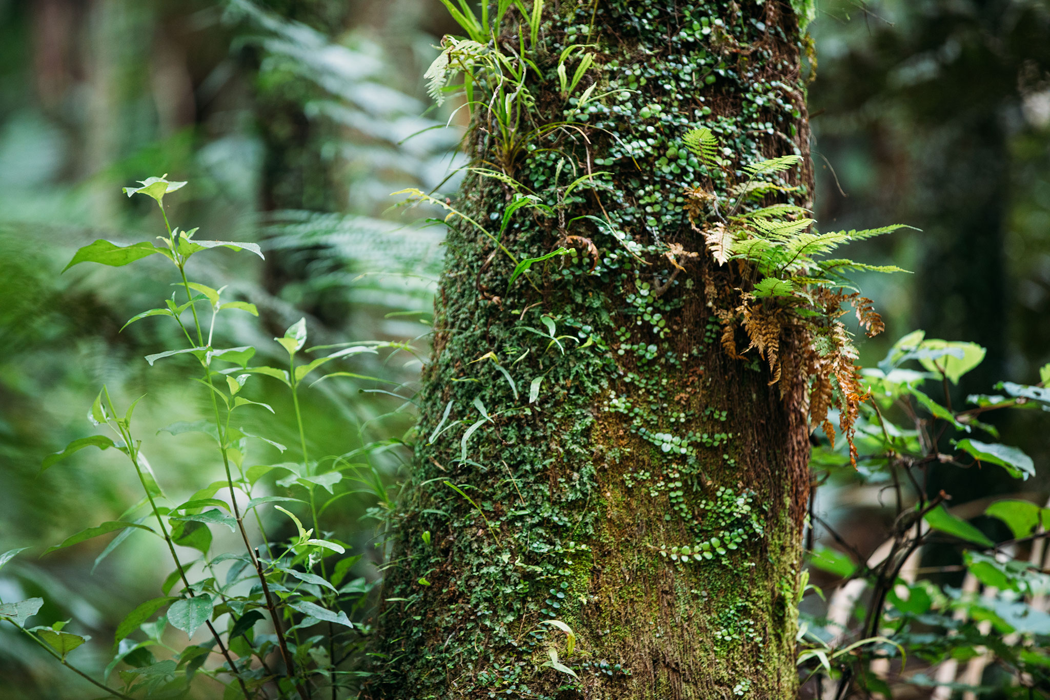 Nowa Zelandia Totara