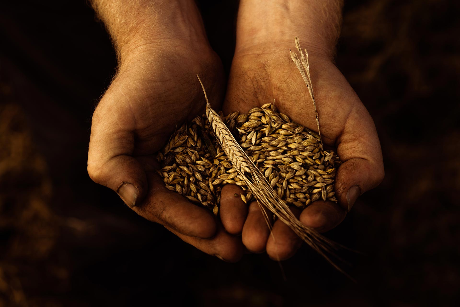 Waterford-Trevor-Harris-Harvest-2019-WEB-33